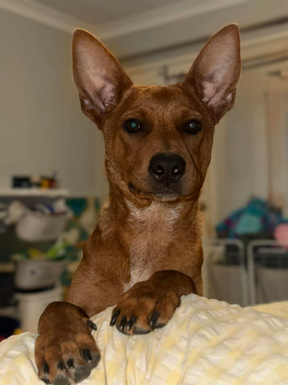 "HANK" Adult's Red Cattle Dog x Kelpie hoodie